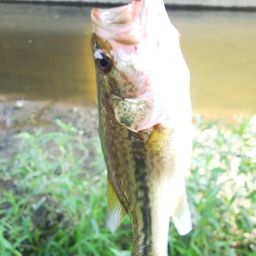 ラージマウスバス