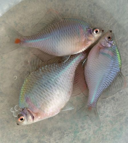 タイリクバラタナゴの釣果