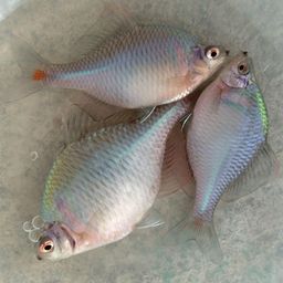 タイリクバラタナゴ