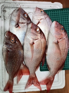 マダイの釣果