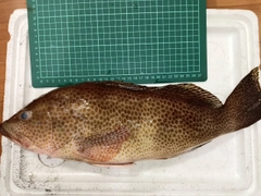 オオモンハタの釣果
