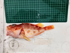 アヤメカサゴの釣果