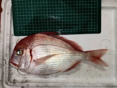 チダイの釣果