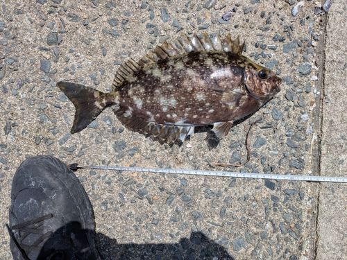 アイゴの釣果