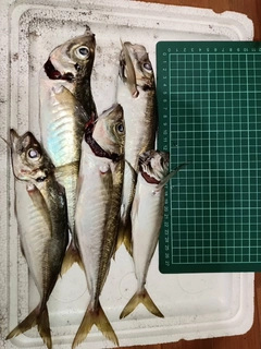 マアジの釣果