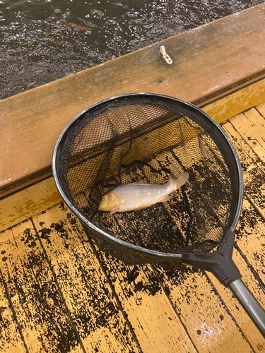 ドイツゴイの釣果