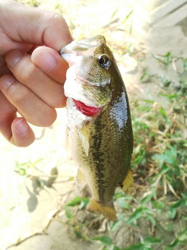 ラージマウスバスの釣果