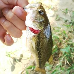 ラージマウスバス