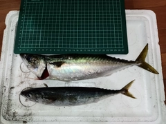 サバの釣果
