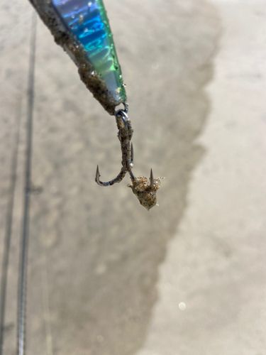 カニの釣果