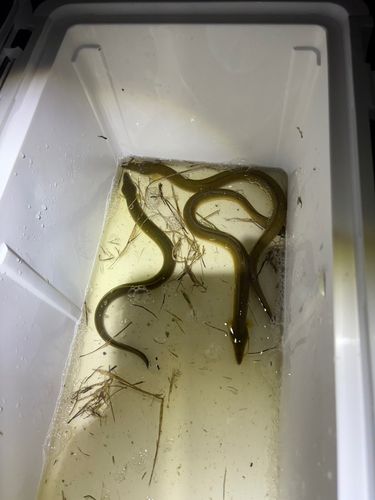 ウナギの釣果