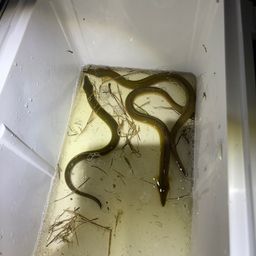 ウナギ