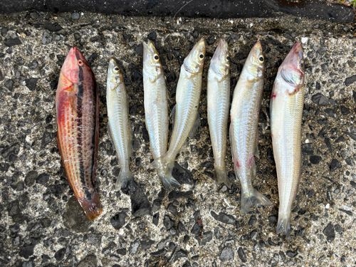 キスの釣果
