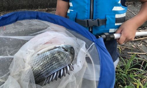 チヌの釣果