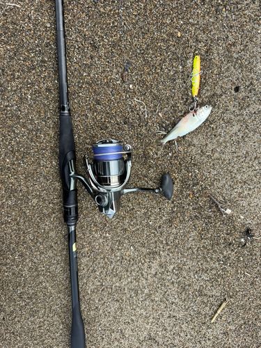 コノシロの釣果