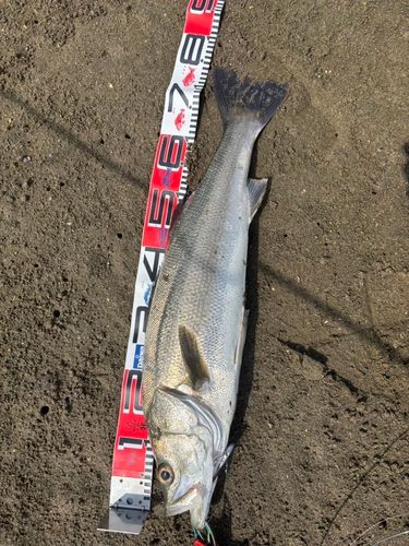 スズキの釣果