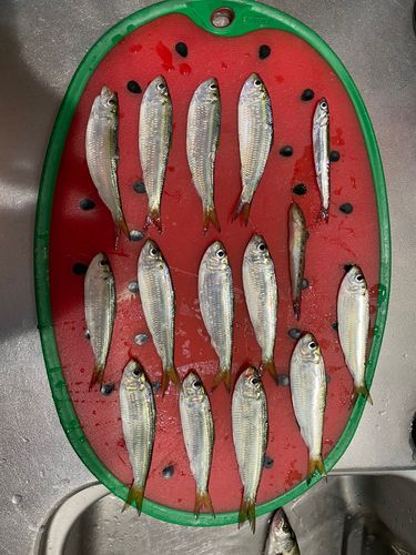 サッパの釣果