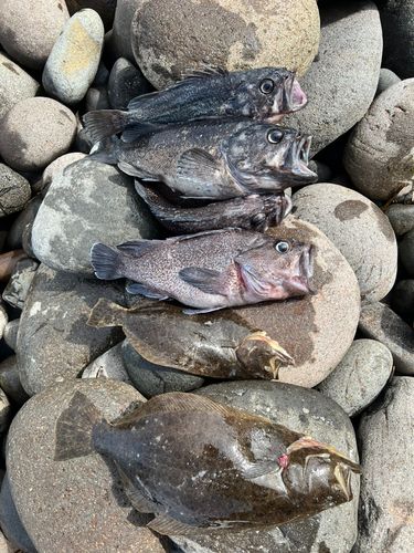 クロソイの釣果