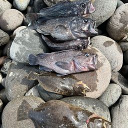 クロソイ