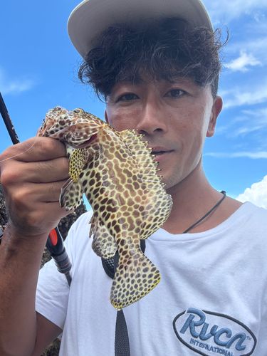 ヤイトハタの釣果
