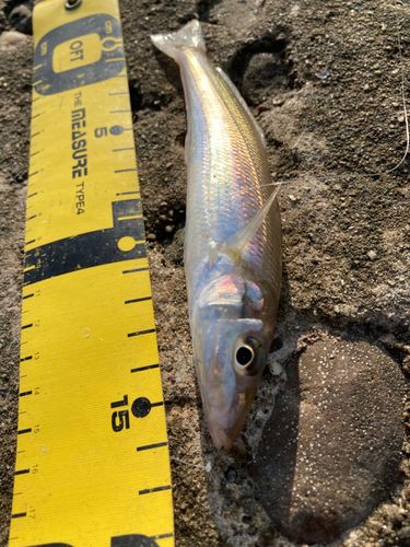 シロギスの釣果