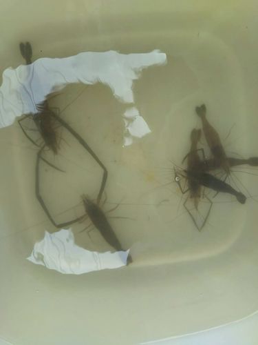 テナガエビの釣果