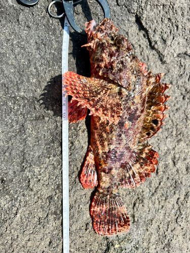 オニカサゴの釣果