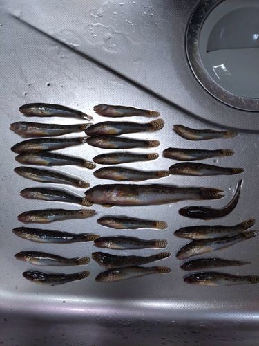 ハゼの釣果
