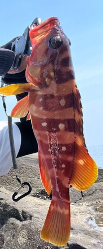 アカハタの釣果