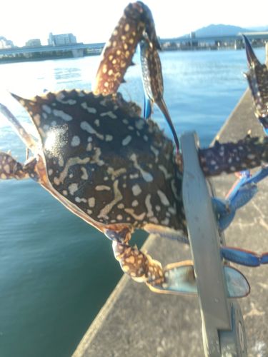 タイワンガザミの釣果
