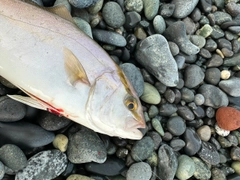 ショゴの釣果