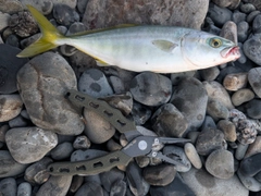 ワカシの釣果