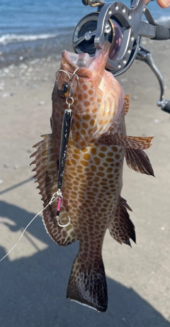 オオモンハタの釣果