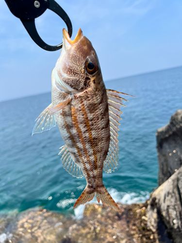 イトフエフキの釣果