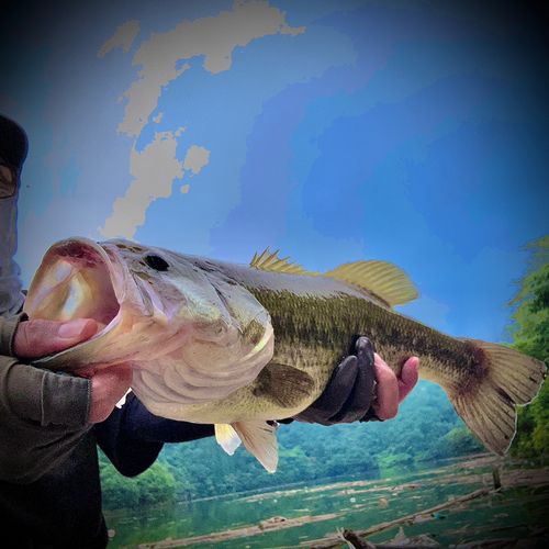 ブラックバスの釣果