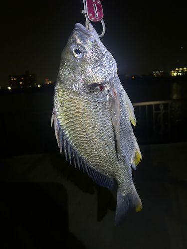 キビレの釣果