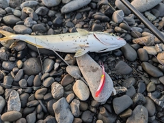 ワカシの釣果