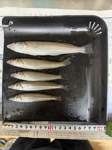 シロギスの釣果