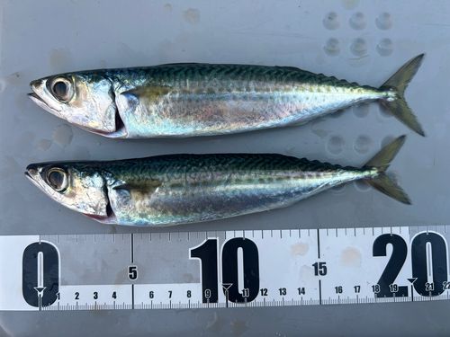 サバの釣果