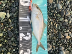 ショゴの釣果