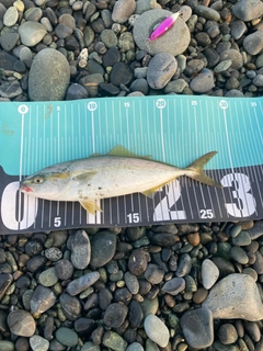 ワカシの釣果