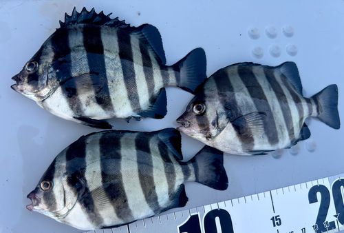 サンバソウの釣果