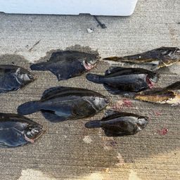 カレイ