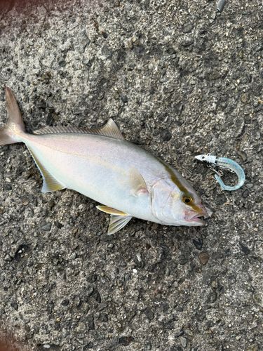 シオの釣果