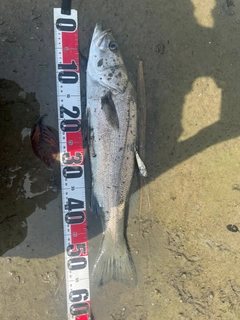 スズキの釣果