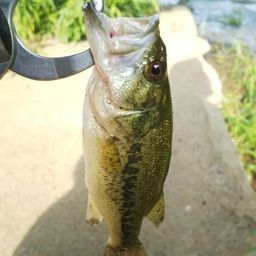 ラージマウスバス