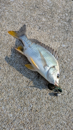 キビレの釣果