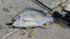 キビレの釣果