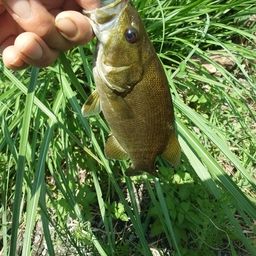 スモールマウスバス