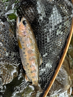 ヤマメの釣果